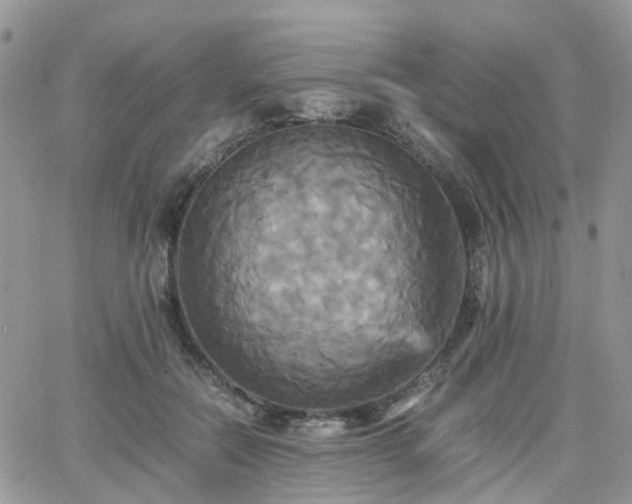 X0000066520554200603241339