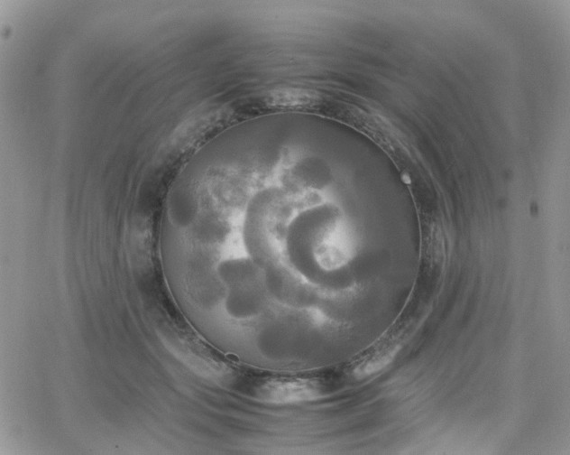 X0000066520557200603241339