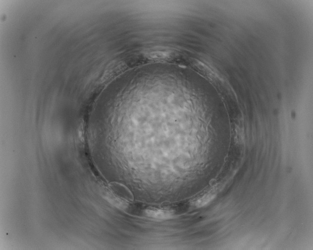 X0000066520561200603241339