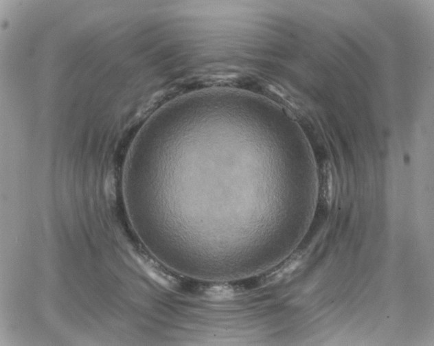 X0000066520562200603241339