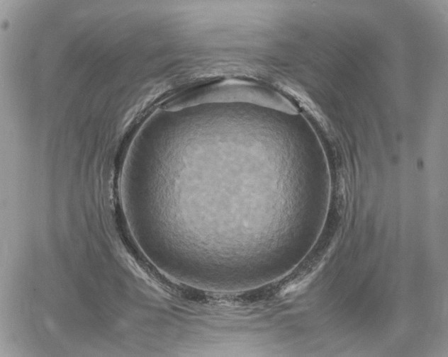 X0000066520585200603241339