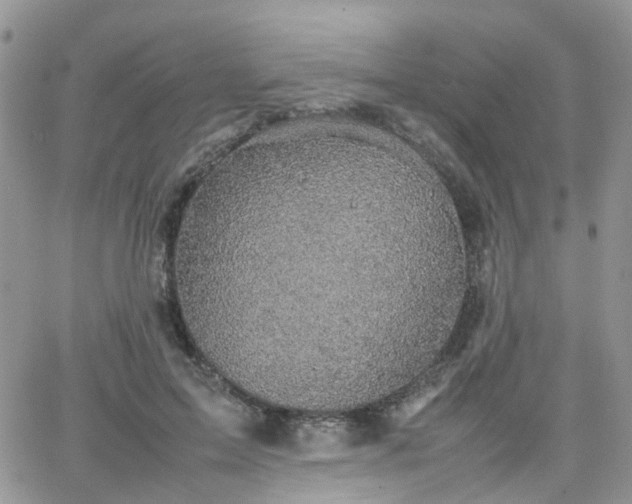 X0000066520599200603241338