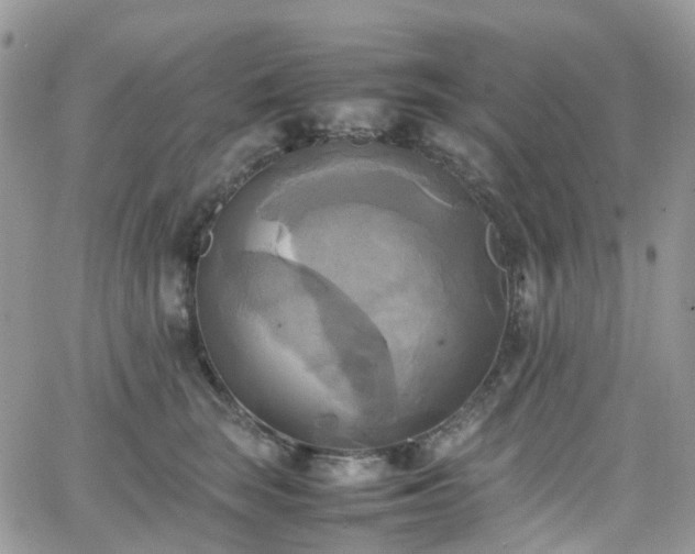 X0000066520663200603241338