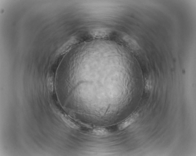 X0000066520666200603241338