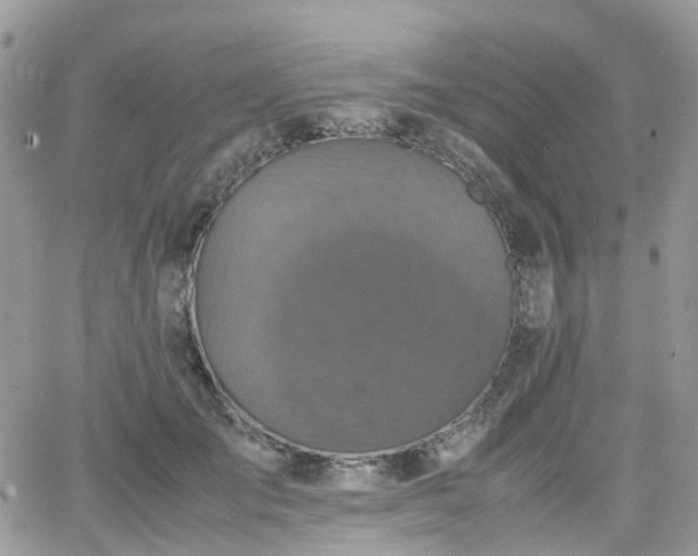 X0000066520701200603241337