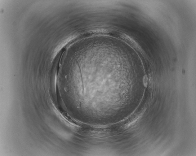 X0000066520725200603241336