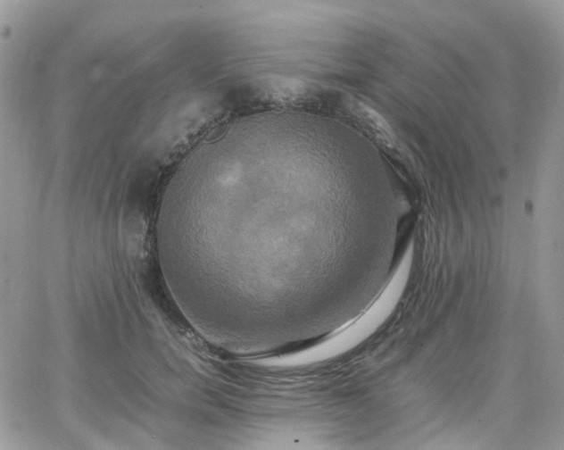 X0000066520750200603241336