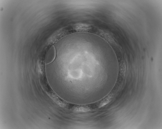 X0000066520755200603241336