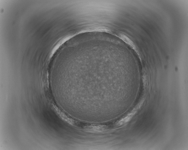 X0000066520781200603241335