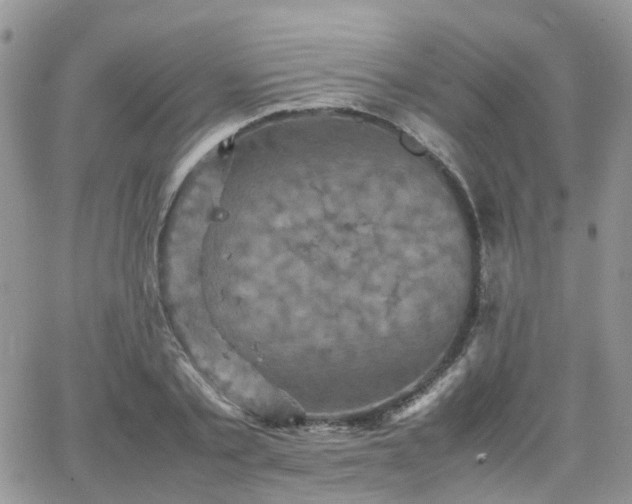 X0000066520789200603241335