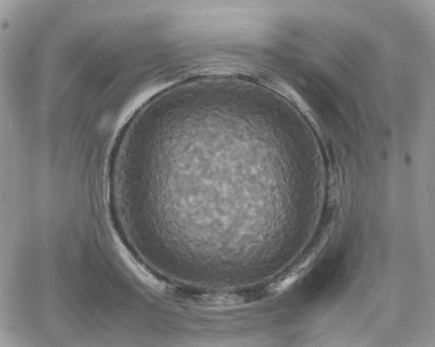 X0000066520795200603241335