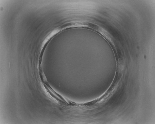 X0000066520797200603241335