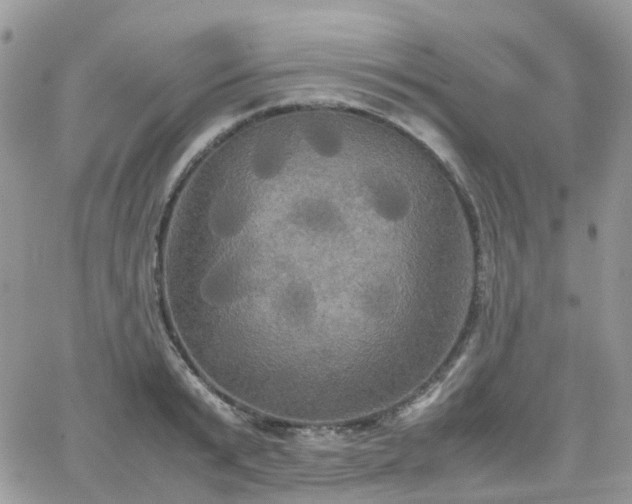 X0000066520799200603241335