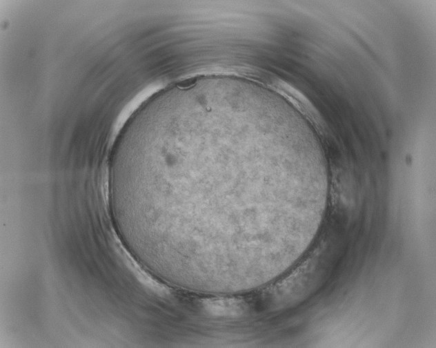 X0000066520804200603241335