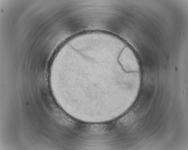 X0000066520832200603241334