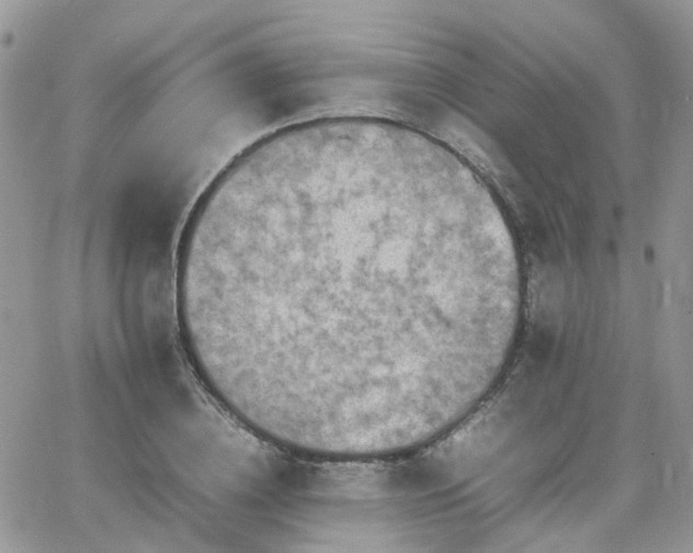 X0000066520836200603241334