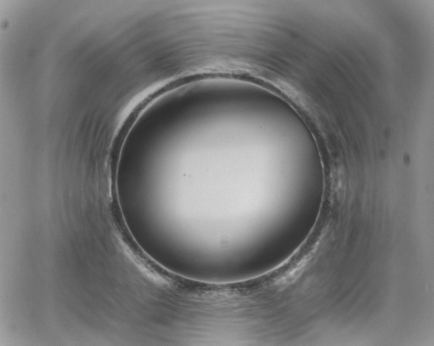 X0000066520838200603241334