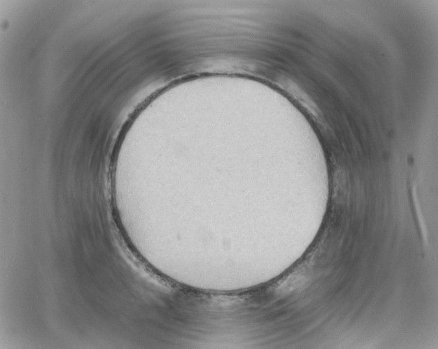 X0000066520848200603241335