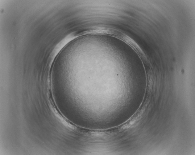 X0000066520852200603241335