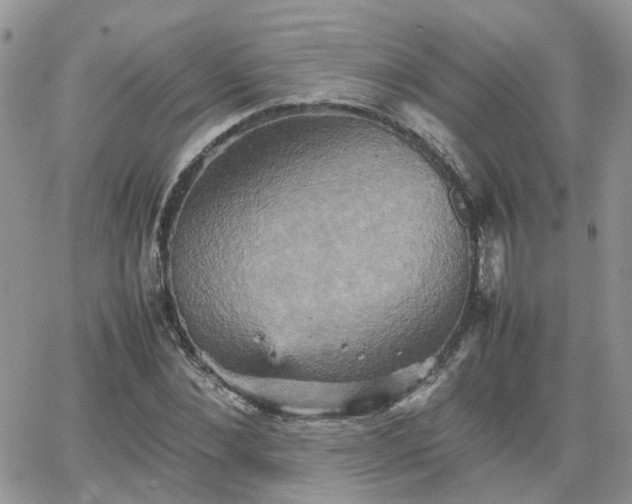 X0000066520876200603241334