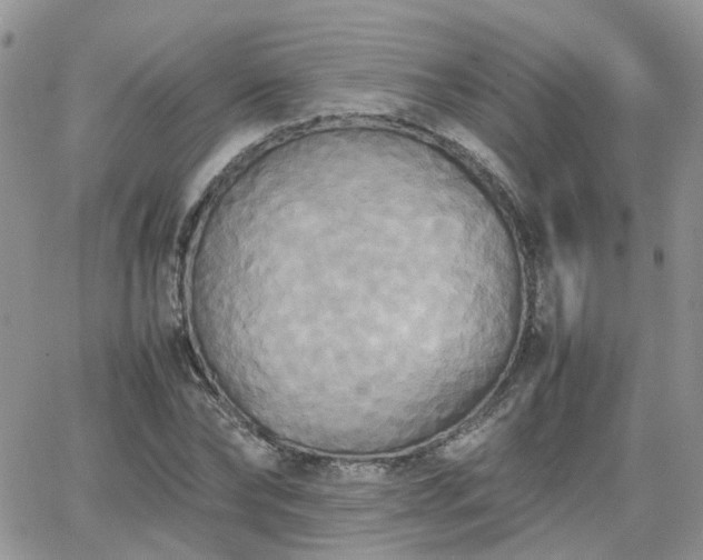 X0000066520878200603241334