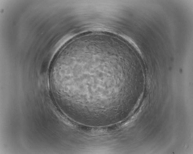 X0000066520887200603241334