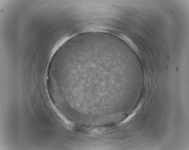 X0000066520893200603241334