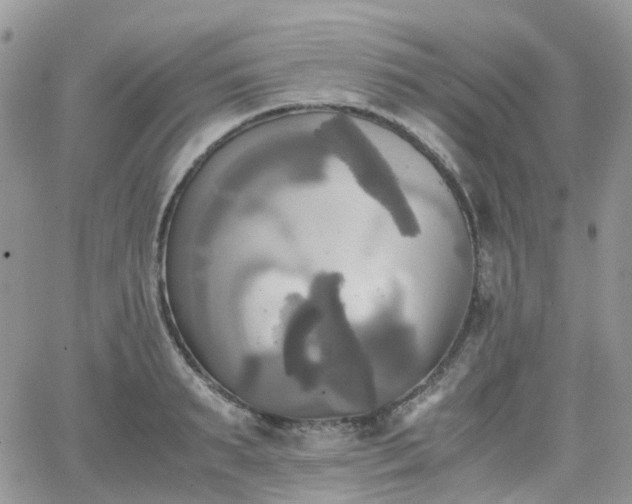 X0000066520895200603241334