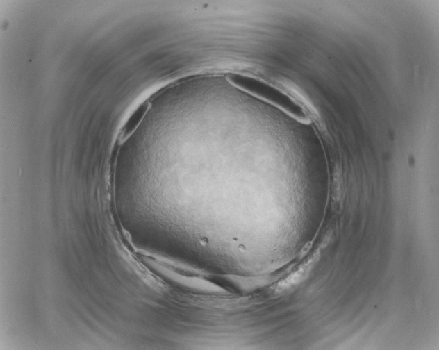 X0000066520948200603241333