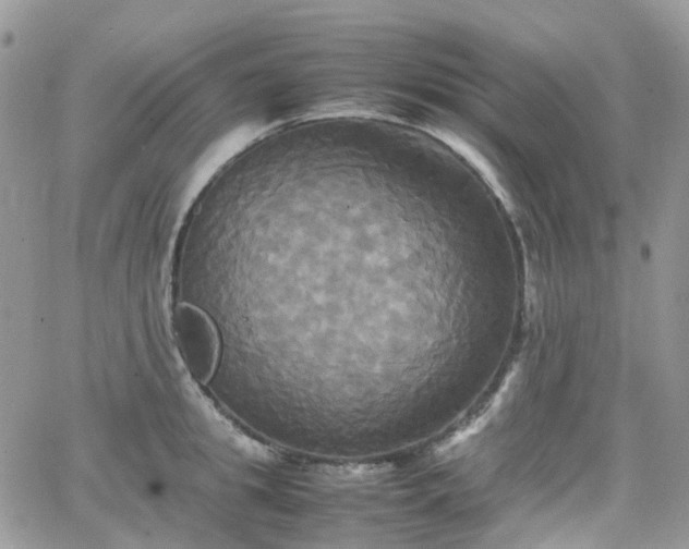 X0000066520949200603241333