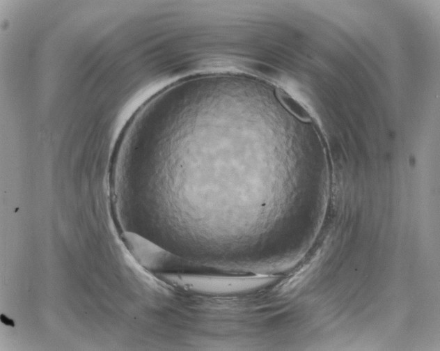 X0000066520951200603241333