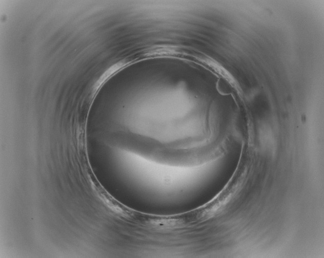 X0000066520953200603241333