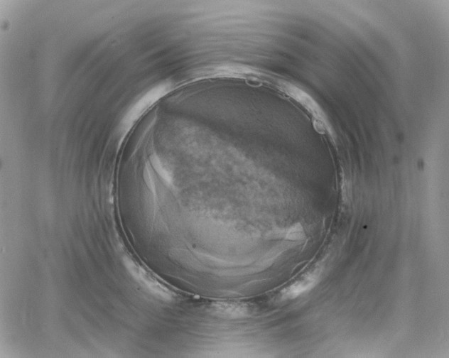 X0000066520954200603241333