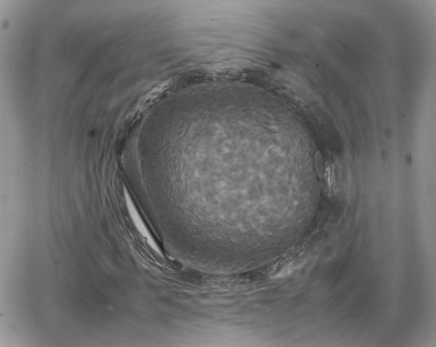 X0000066520963200603241332