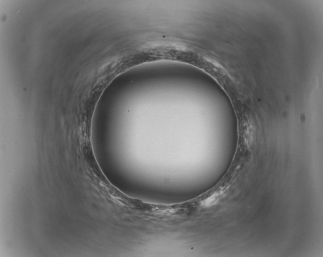 X0000066520965200603241332