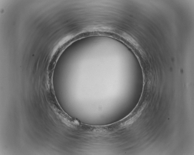 X0000066520974200603241332