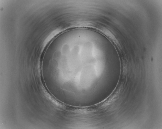 X0000066520990200603241332