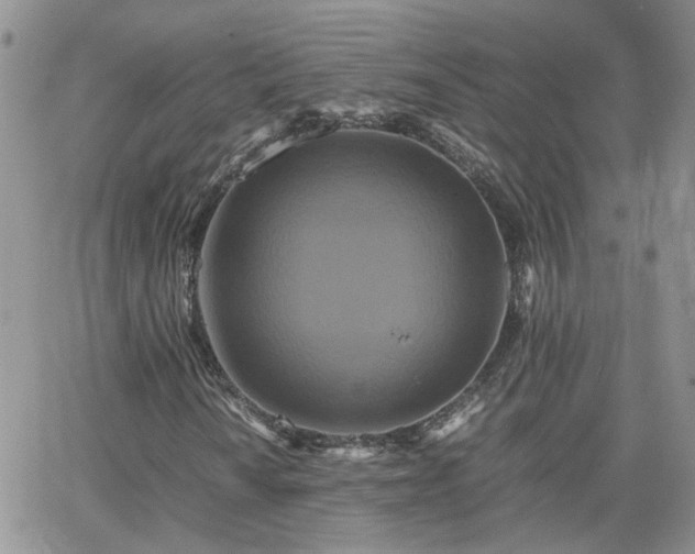 X0000066521010200603241331