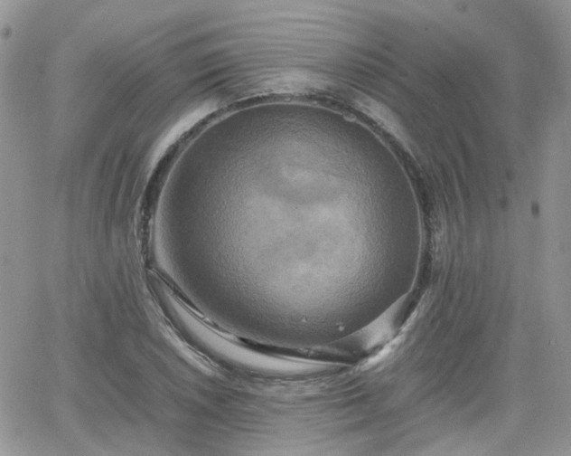 X0000066521026200603241331