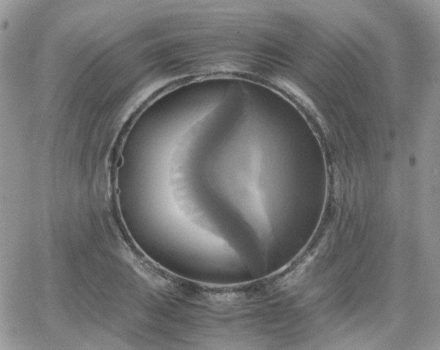 X0000066521031200603241331