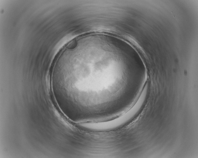 X0000066521032200603241331