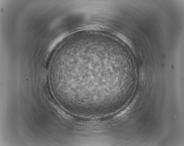 X0000066521067200603241331