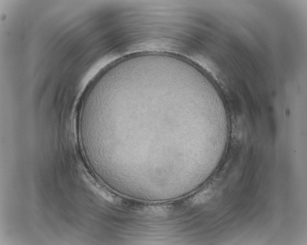 X0000066521078200603241331