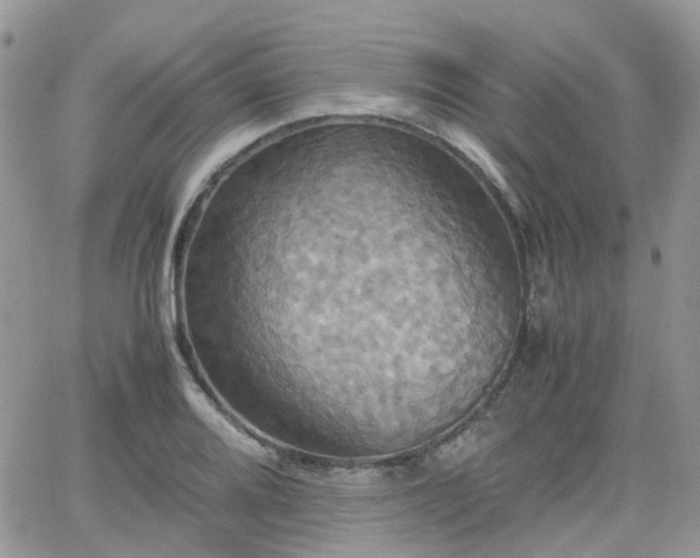 X0000066521080200603241330