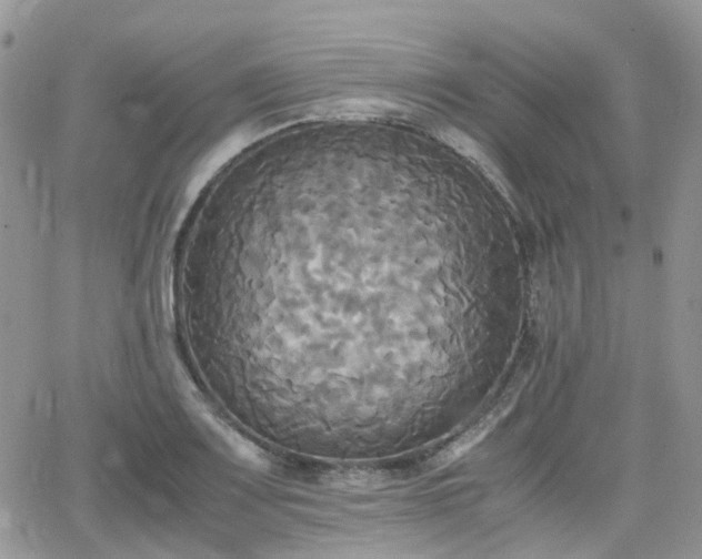 X0000066521083200603241330