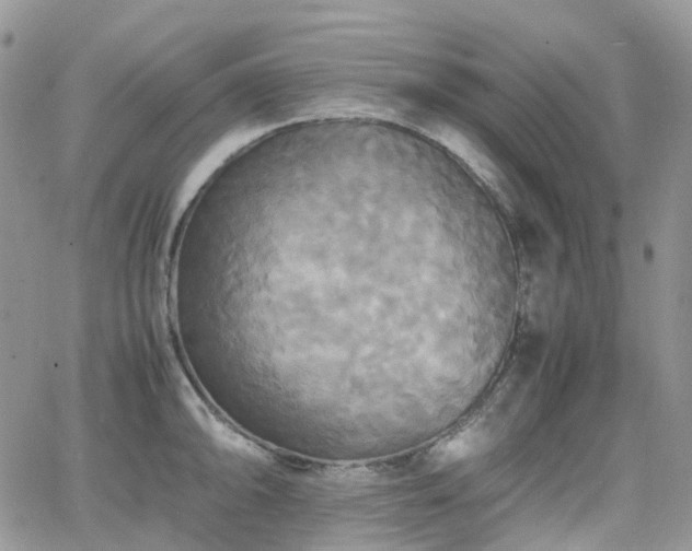 X0000066521094200603241330