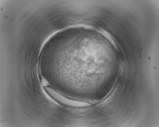 X0000066521100200603241330