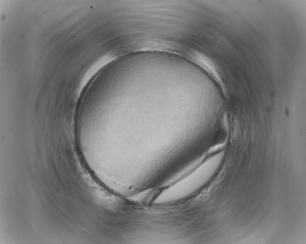 X0000066521138200603241330