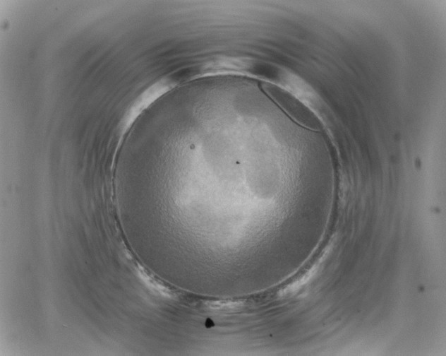 X0000066521145200603241330