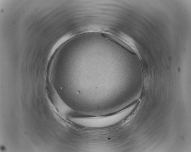 X0000066521146200603241330